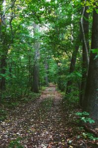 Kittery trail 4